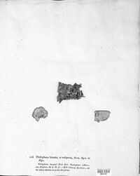 Stereum hirsutum image